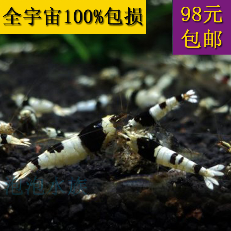 自家繁殖 练手级别/SS级黑白水晶虾 观赏虾 宠物虾在类目 宠物/宠物食品及用品, 水族世界, 虾中 - 来自Buy2taobao.com提供专业的淘宝代购服务