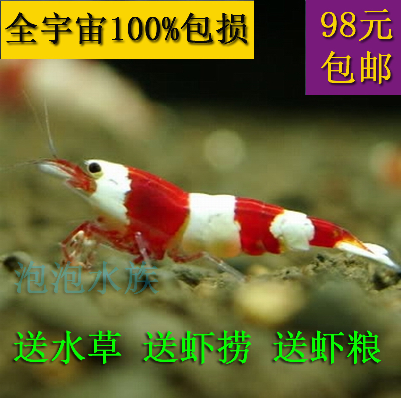Red and white crystal shrimp Live shrimp Pet Shrimp Ornamental shrimp Shrimp meal set Specials Shunfengin the Pet/Pet food and supplies , Aqua World , Shrimp category - from Buy2taobao.com to provide professional Taobao agent buy service