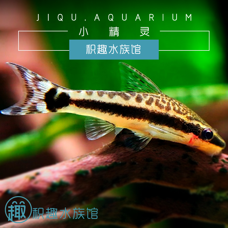 Elf small-scale Tropical fish tank freshwater Algae tool Watch Pet fish living thing FULLin the Pet/Pet food and supplies , Aqua World , Fish category - from Buy2taobao.com to provide professional Taobao agent buy service