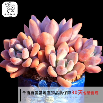 绿野园艺|奥普琳娜 多肉 盆栽多肉植物组合防辐射创意办公绿植