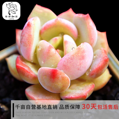 绿野园艺|蜜桃格林 多肉 多肉植物办公室创意组合绿植防辐射多肉