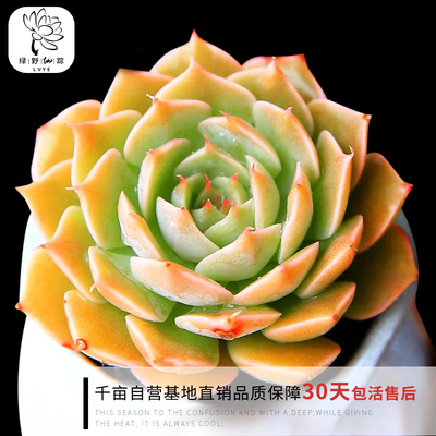 绿野园艺|玛格丽特 多肉植物花卉 办公创意组合防辐射多肉绿植盆