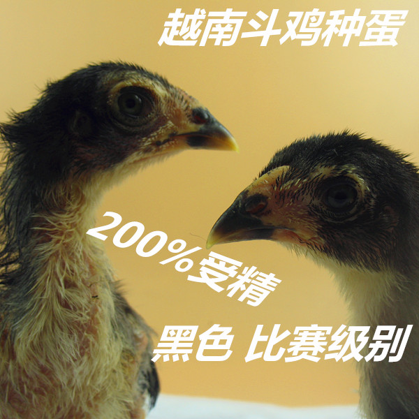 包邮】斗鸡蛋纯种越南斗鸡种蛋比赛用鬼子受精蛋黑基因大骨骼遗传在类目 宠物/宠物食品及用品, 其它宠物, 其它宠物中 - 来自Buy2taobao.com提供专业的淘宝代购服务