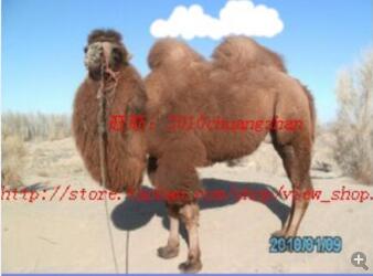 Allah Good and pure camel Meticulously Carding Camel hair Camel Orthodox school camel Cashmere is cotton-padded clothes Filling 500in the Bedclothes , Custom Bedding/Custom(New) , Quilt/Is the core customization category - from Buy2taobao.com to provide professional Taobao agent buy service