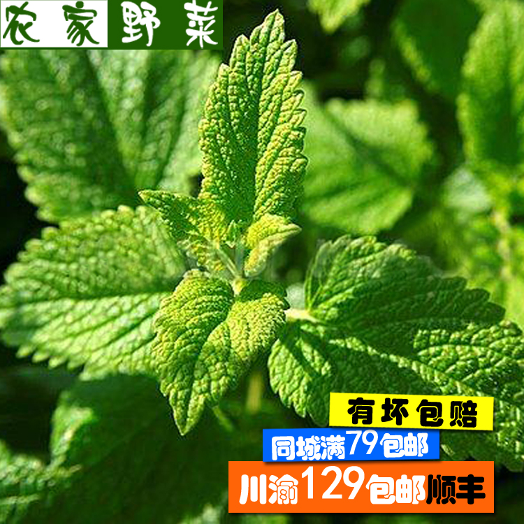 新鲜留兰香薄荷叶 调酒鸡尾酒奶茶 干薄荷茶 农家种同城配送500g|ruв категории водной мясо/свежие фрукты и овощи/еда, свежие овощи/овощной продукции, свежие овощи, другие - от Buy2taobao.com для оказания профессиональной услуги покупки агента Taobao