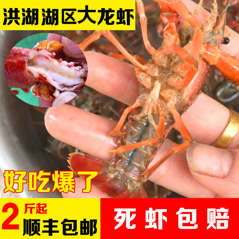 清水小龍蝦 湖北洪湖鮮活龍蝦789錢2斤裝新鮮活體小龍蝦順豐包郵在類目 水產肉類/新鮮蔬果/熟食, 海鮮/水產品/製品, 蝦類, 活蝦中 - 來自Buy2taobao.com提供專業的淘寶代購服務