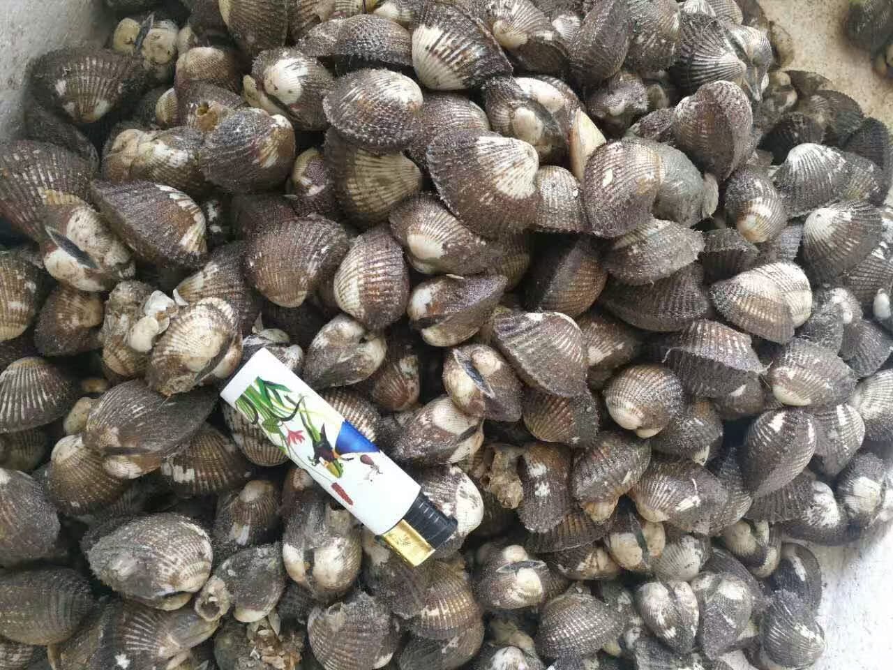 毛螺 红螺 北海毛螺 北海红螺鲜活打包发货|msdalam kategori daging perikanan/Buah-buahan segar dan sayur-sayuran/dimasak, makanan laut/produk akuatik/produk, kerang, produk kerang - dari Buy2taobao.com untuk memberikan perkhidmatan ejen Taobao profesional membeli
