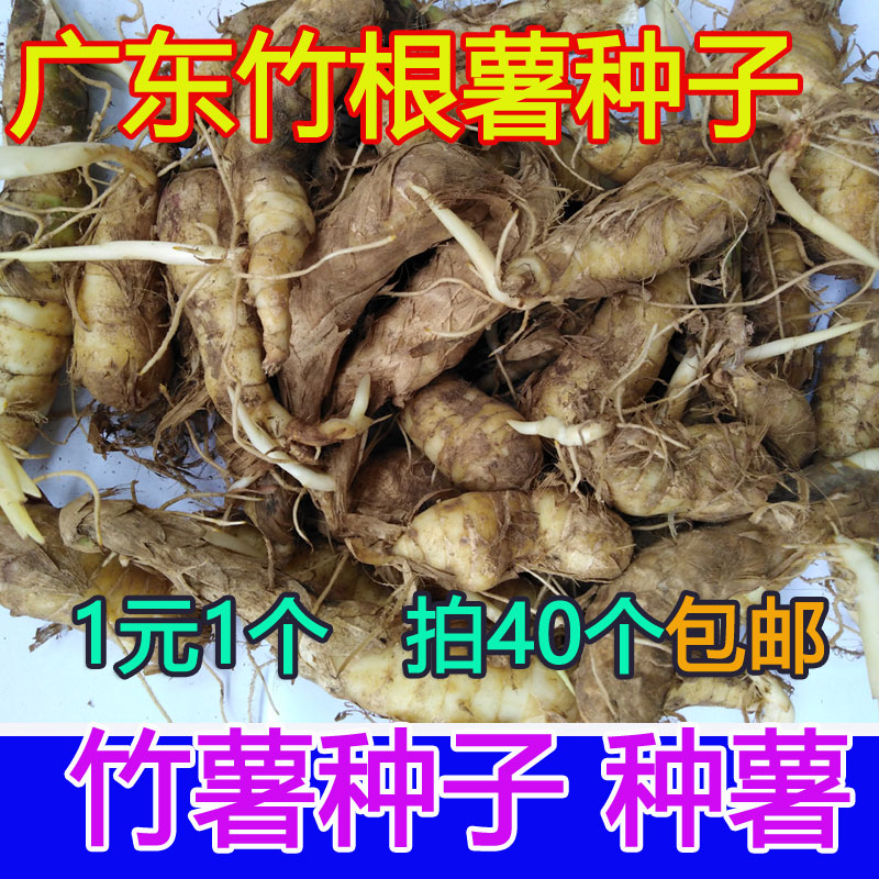 广东竹薯种子冬薯种竹根薯种子东京薯种冬粉薯种植竹薯苗竹芋薯种|msdalam kategori daging perikanan/Buah-buahan segar dan sayur-sayuran/dimasak, sayur-sayuran segar/Vegetable Products, sayur-sayuran segar, ubi keledek - dari Buy2taobao.com untuk memberikan perkhidmatan ejen Taobao profesional membeli