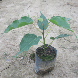 佛教瑰宝、菩提树苗、平安树、大金刚菩提树|msdalam kategori penghantaran bunga/bunga simulasi/tumbuhan berkebun, 花园植物/行道树/果树, 观叶 /花灌木 - dari Buy2taobao.com untuk memberikan perkhidmatan ejen Taobao profesional membeli