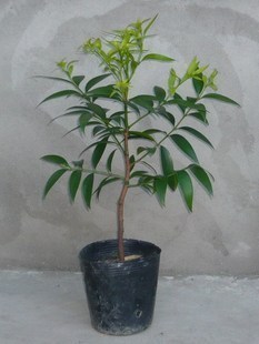 竹柏苗 /山杉/ 防辐射植物 /珍贵稀有濒危植物在类目 鲜花速递/花卉仿真/绿植园艺, 花园植物/行道树/果树, 观叶 /花灌木中 - 来自Buy2taobao.com提供专业的淘宝代购服务