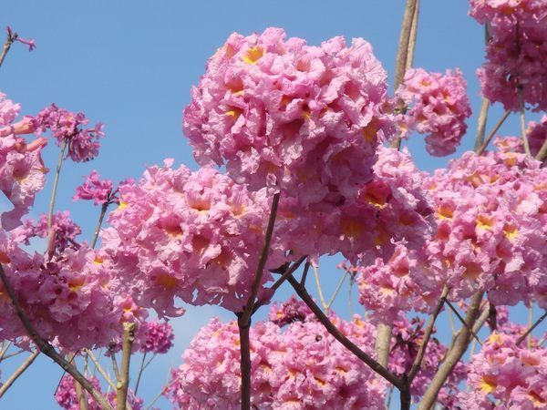 红花风铃木树苗在类目 鲜花速递/花卉仿真/绿植园艺, 花园植物/行道树/果树, 观叶 /花灌木中 - 来自Buy2taobao.com提供专业的淘宝代购服务