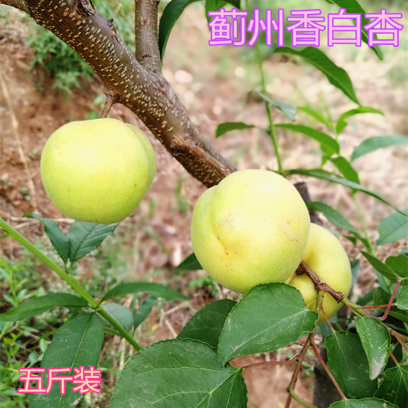 现货2019年天津蓟州县新鲜大香白杏水果银白杏子酸杏现摘现发5斤|ruв категории водной мясо/свежие фрукты и овощи/еда, свежие фрукты, другие - от Buy2taobao.com для оказания профессиональной услуги покупки агента Taobao