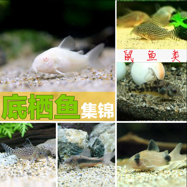 Benthic fish Rat Fish Rats panda Pearl Chipmunks Clean fish Ornamental fish Foam box packingin the Pet/Pet food and supplies , Aqua World , Fish category - from Buy2taobao.com to provide professional Taobao agent buy service