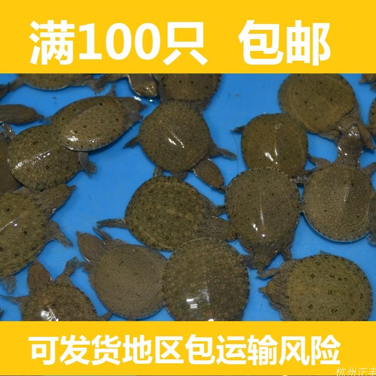 Outside the pond ecology A fry Turtles Turtle Bastard The Chinese people Turtle seedling breed living thing Headline is on the marketin the Pet/Pet food and supplies , Aqua World , Turtle/Turtle category - from Buy2taobao.com to provide professional Taobao agent buy service