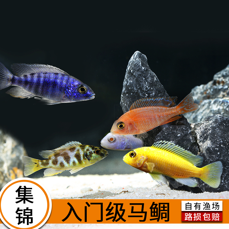 觀賞魚寵物魚活體非洲王子二線鳳凰雪中紅三湖慈鲷馬鲷熱帶魚1147在類目 寵物/寵物食品及用品, 水族世界, 魚中 - 來自Buy2taobao.com提供專業的淘寶代購服務