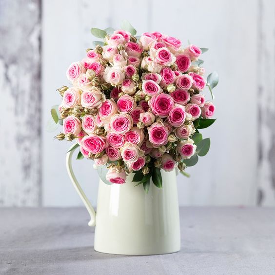 天狼月季12CM青山盆栽自育新品 扦插彩蝶Bic