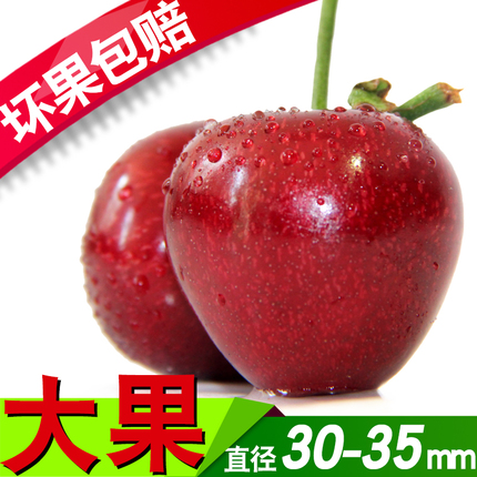 现摘现发大大果大连大樱桃5新鲜水果美早国产车厘子果园直发3斤装在类目 水产肉类/新鲜蔬果/熟食, 新鲜水果, 车厘子/樱桃中 - 来自Buy2taobao.com提供专业的淘宝代购服务
