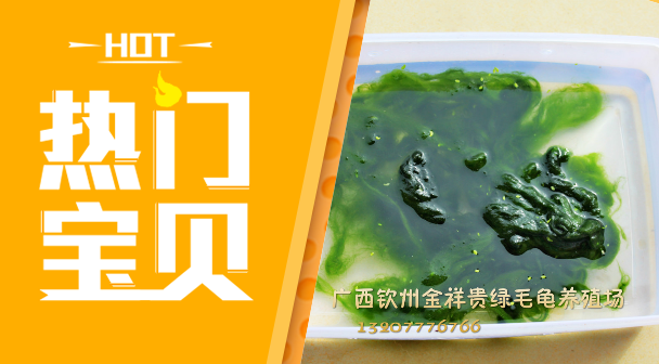 pure Turtle Algain the Pet/Pet food and supplies , Aqua World , Turtle/Turtle category - from Buy2taobao.com to provide professional Taobao agent buy service
