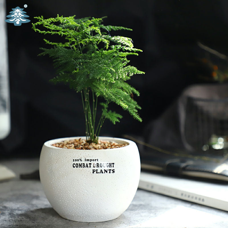 文竹盆栽北欧绿植橡皮树琴叶榕植物鸭脚木室内 净化空气花卉盆栽|msdalam kategori penghantaran bunga/bunga simulasi/tumbuhan berkebun, bunga/Tumbuh-tumbuhan tumbuh-tumbuhan pasu (baru), tumbuh-tumbuhan hijau - dari Buy2taobao.com untuk memberikan perkhidmatan ejen Taobao profesional membeli