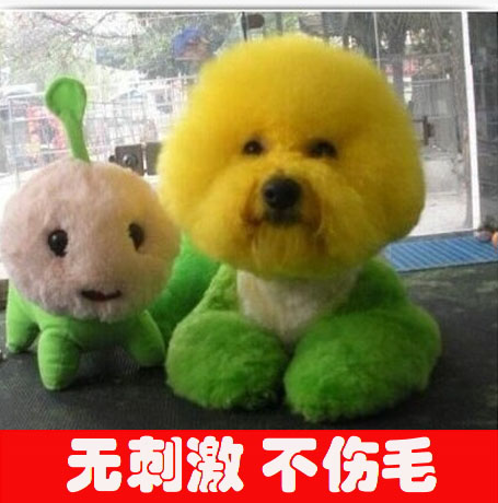Pet dog Dye hair Colorings Teddy Dogs Colorings Dye hair cream hair colour Permanent cosmetologyin the Pet/Pet food and supplies , Cat/Dog grooming cleaning supplies , Beauty Scissors category - from Buy2taobao.com to provide professional Taobao agent buy service