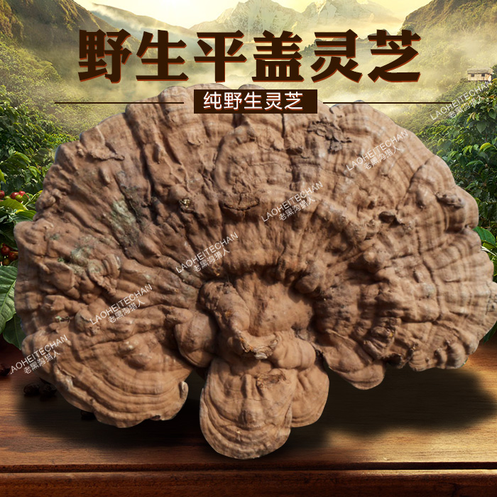 长白山纯野生平盖灵芝正品 树舌灵芝干货老牛肝整枝免费切片250克在类目 传统滋补营养品, 灵芝, 整枝灵芝中 - 来自Buy2taobao.com提供专业的淘宝代购服务