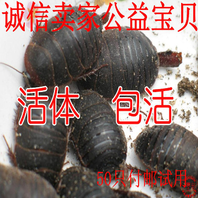 Earth element living thing Earth element Ground beetle Medicine and food Dual use Fracture Folk prescription Chinese herbal medicines Eupolyphaga 500gin the Traditional nourishing food , Medicinal and Edible Food , Other Medicinal and Edible Food category - from Buy2taobao.com to provide professional Taobao agent buy service