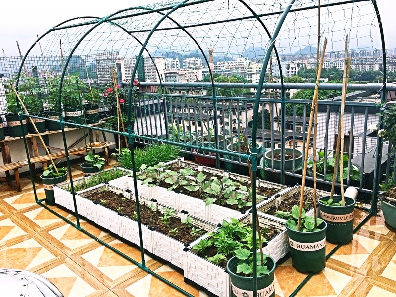 植物钢管爬藤架子支架蔷薇百香果大棚葡萄架楼顶种菜园艺骨架|ruв категории доставка цветов/цветок моделирования/растения садоводства, садовых принадлежностей, других садовых принадлежностей - от Buy2taobao.com для оказания профессиональной услуги покупки агента Taobao