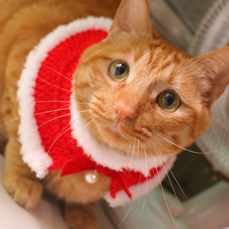 猫咪毛线披肩宠物项圈猫围巾新年红披肩橘猫英短猫咪围脖圣诞斗篷|ruв категории животное/Животное питание и принадлежностей, одежды и аксессуаров для домашних животных, шарф - от Buy2taobao.com для оказания профессиональной услуги покупки агента Taobao