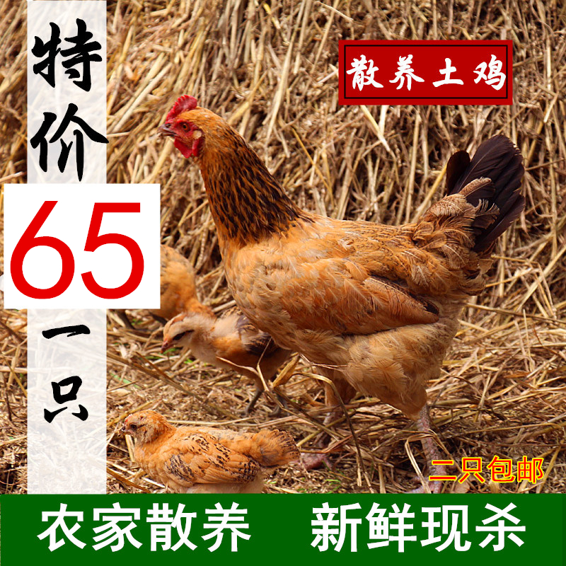 正宗农家散养土鸡活鸡新鲜现杀 老母鸡汤老鸡 老母鸡 柴鸡 草鸡|ruв категории водной мясо/свежие фрукты и овощи/еда, сырое мясо/мясо, категории куриного мяса, курица - от Buy2taobao.com для оказания профессиональной услуги покупки агента Taobao