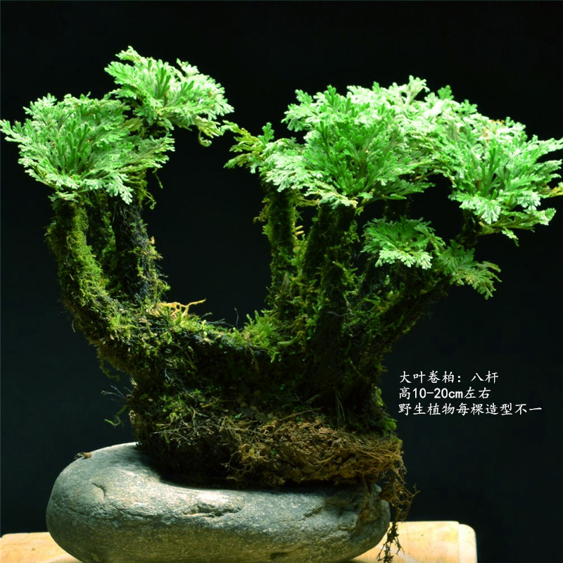 大叶八杆 老桩卷柏不死草微型盆景盆栽桌面花卉多肉绿植物菖蒲草|msdalam kategori penghantaran bunga/bunga simulasi/tumbuhan berkebun, Plants Mini kreatif - dari Buy2taobao.com untuk memberikan perkhidmatan ejen Taobao profesional membeli