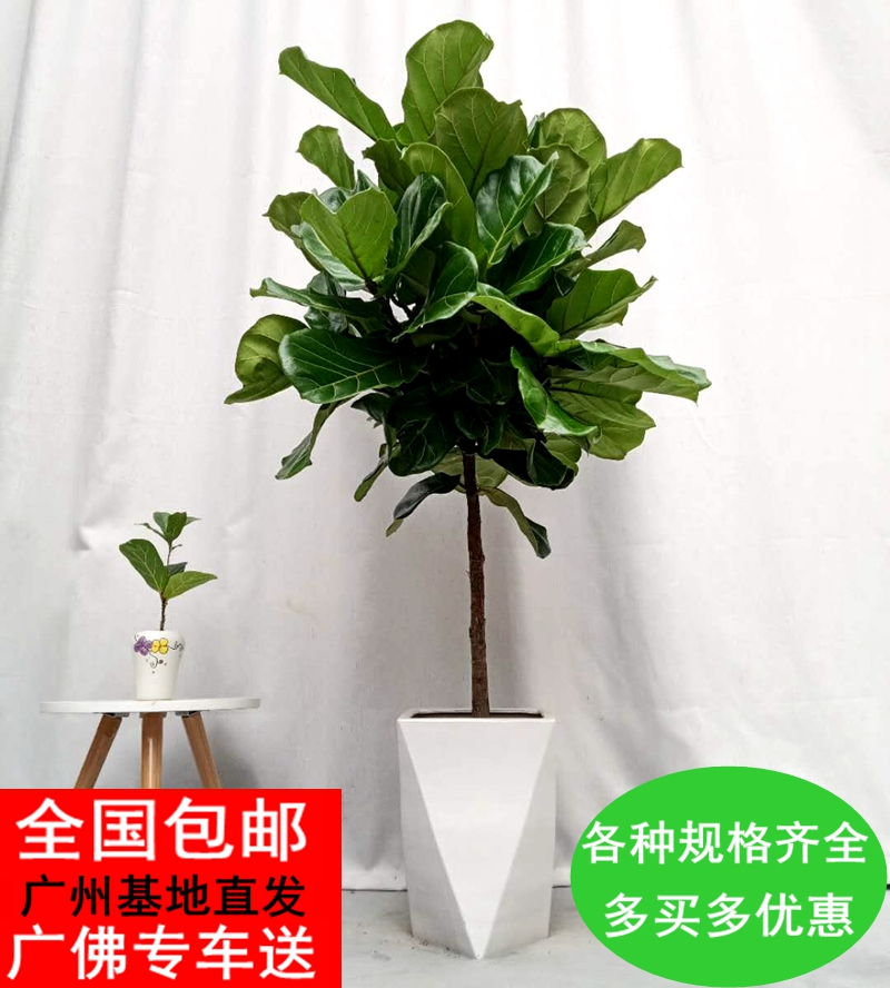 大型琴叶榕盆栽室内除甲醛植物简约北欧风 室外绿植阳台喜阳盆景在类目 鲜花速递/花卉仿真/绿植园艺, 花卉/绿植盆栽(新), 绿植中 - 来自Buy2taobao.com提供专业的淘宝代购服务
