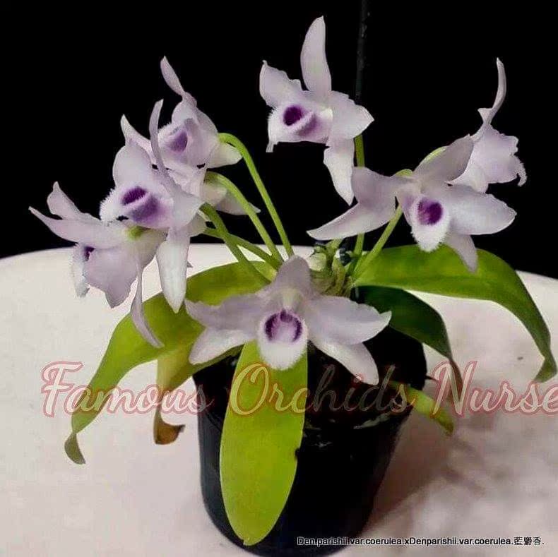 番茄雅韵堂Den. parishii   coerulea sib蓝麝香石斛兰花洋兰|ruв категории доставка цветов/цветок моделирования/растения садоводства, цветок/растения в горшках (новый), цветок - от Buy2taobao.com для оказания профессиональной услуги покупки агента Taobao