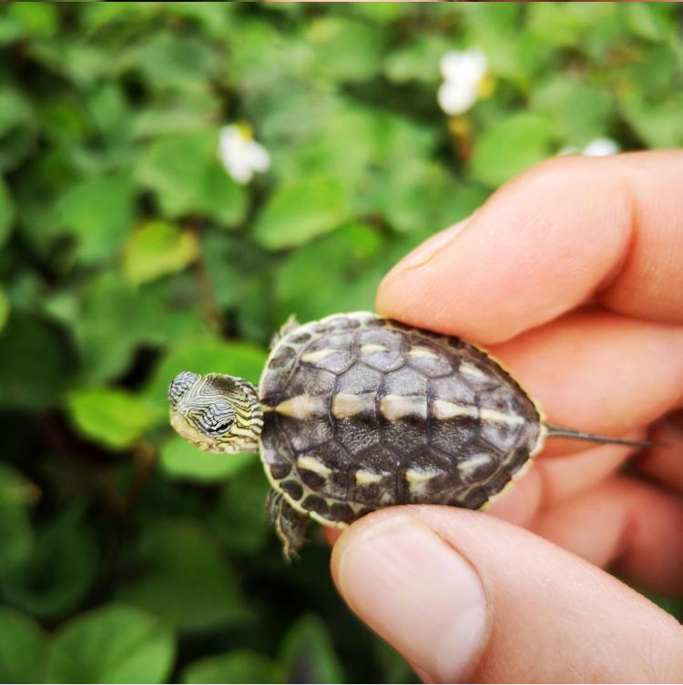 The Chinese people Chinese stripe-necked turtle Living creatures Tortoise Pearl turtle Tortoise Chinese stripe-necked turtle living thing Pet turtle Terrapins Turtle Watchin the Pet/Pet food and supplies , Aqua World , Turtle/Turtle category - from Buy2taobao.com to provide professional Taobao agent buy service