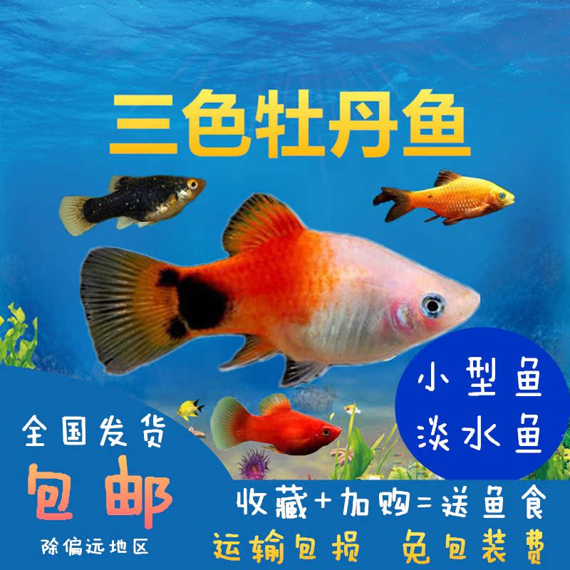 Tri-color peony living thing Viviparous freshwater Pup Spree small-scale Cold water Small fish Ornamental fishin the Pet/Pet food and supplies , Aqua World , Fish category - from Buy2taobao.com to provide professional Taobao agent buy service