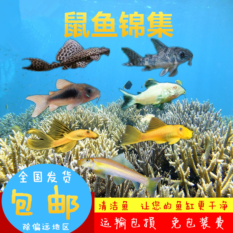 Rat Fish living thing small-scale freshwater Fish Alginate Cold water Rat Fish small-scalein the Pet/Pet food and supplies , Aqua World , Fish category - from Buy2taobao.com to provide professional Taobao agent buy service