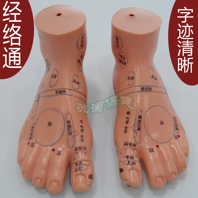 中界经络通足部反射区模型足反射区模型足穴位模型足按摩模型13cm|msdalam kategori Penjagaan diri/kesihatan/peralatan urut, peralatan urut, peralatan urut lain - dari Buy2taobao.com untuk memberikan perkhidmatan ejen Taobao profesional membeli