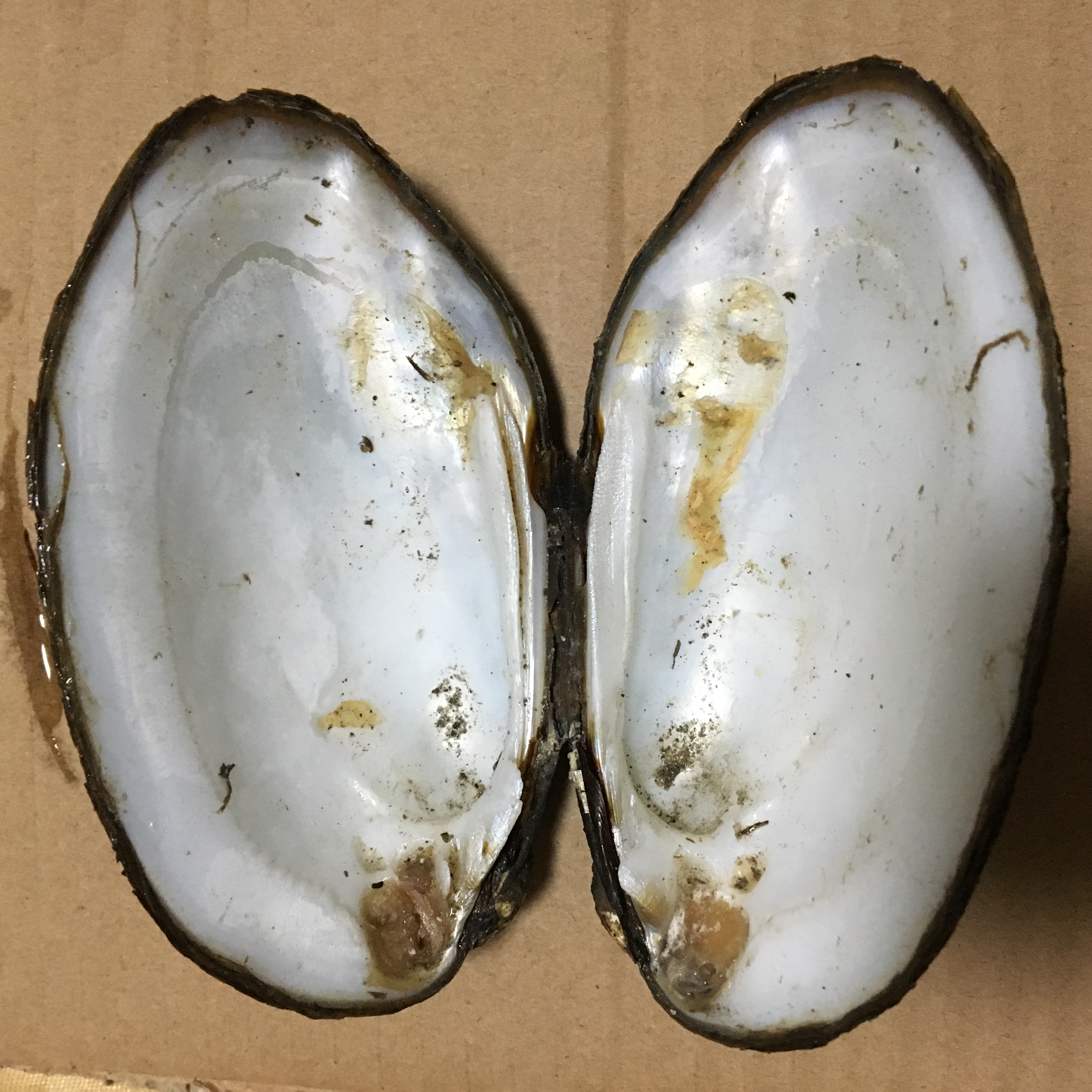 Clam specimen Larger Thick shell machining Pearl Shell carving Material Science Weishan Direct sellingin the Arts and crafts , Other features crafts category - from Buy2taobao.com to provide professional Taobao agent buy service