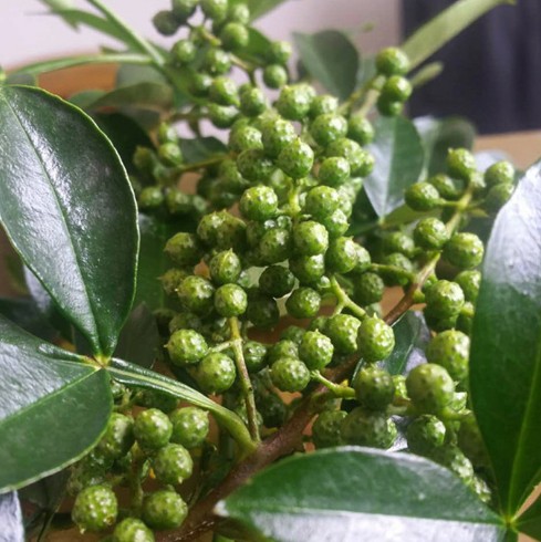 新鲜四川特产鲜花椒速冻保鲜青花椒粒生藤椒麻椒特麻调料400克装在类目 粮油米面/南北干货/调味品, 调味品/果酱/沙拉, 调味料, 花椒/八角/桂皮中 - 来自Buy2taobao.com提供专业的淘宝代购服务