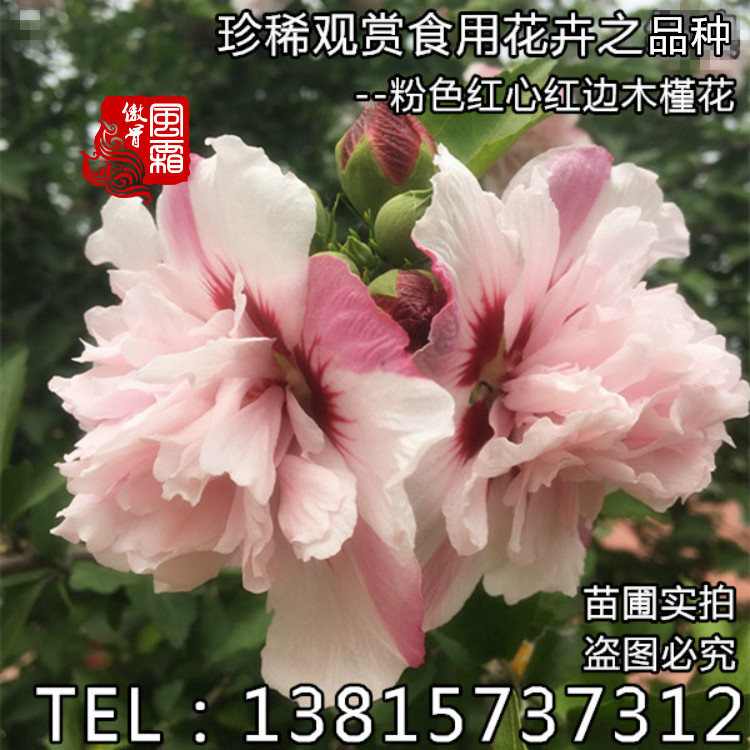 粉花木槿苗盆栽地栽柔粉色红心食用木槿花庭院花卉植物鸡肉花苗在类目 鲜花速递/花卉仿真/绿植园艺, 花卉/绿植盆栽(新), 花卉中 - 来自Buy2taobao.com提供专业的淘宝代购服务