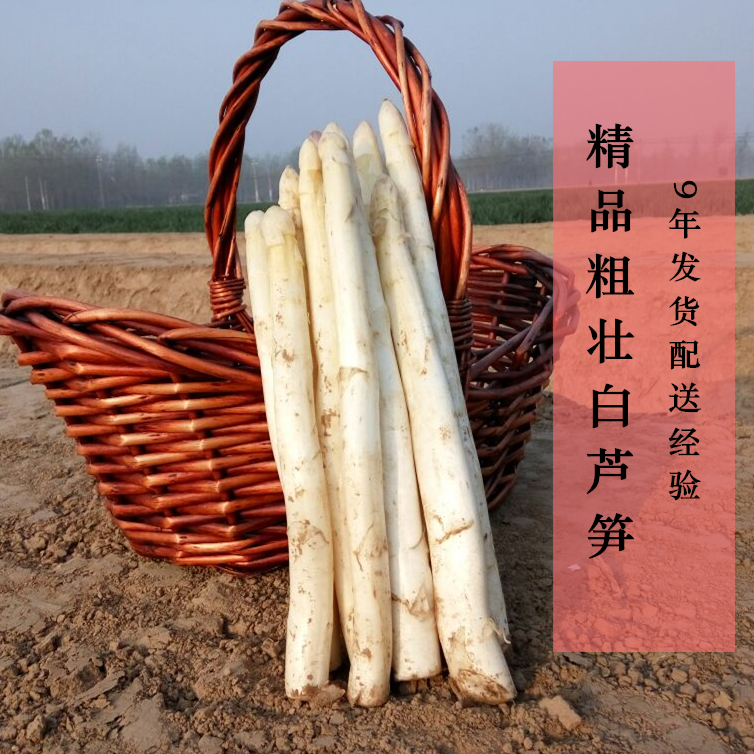 特粗新鲜白芦笋蔬菜新鲜青菜春笋包邮绿白色同城农家自种同城配送|ruв категории водной мясо/свежие фрукты и овощи/еда, свежие овощи/овощной продукции, свежие овощи, другие - от Buy2taobao.com для оказания профессиональной услуги покупки агента Taobao