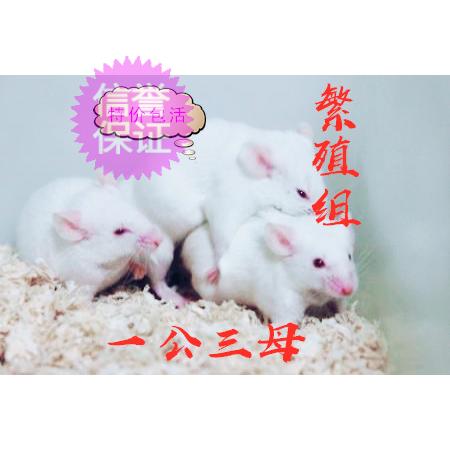 活体包活包邮乳鼠小白鼠繁殖组一公三母爬宠活体饲料繁殖组白鼠在类目 宠物/宠物食品及用品, 爬虫/鸣虫及其用品, 爬虫/鸣虫食物中 - 来自Buy2taobao.com提供专业的淘宝代购服务