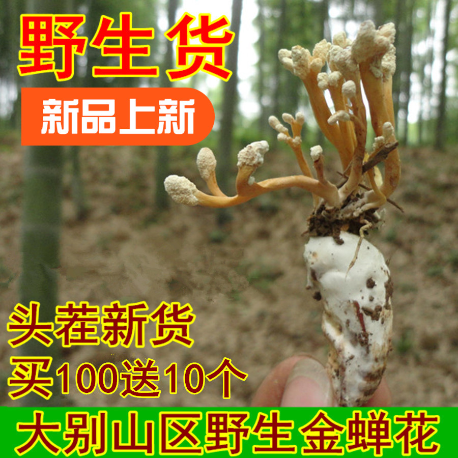 Dabie Mountain Area manual Select Cicada Flower Soil cicadae Cicada Cordyceps Buy new goods 100 give 10 individualin the Traditional nourishing food , Medicinal and Edible Food , Other Medicinal and Edible Food category - from Buy2taobao.com to provide professional Taobao agent buy service