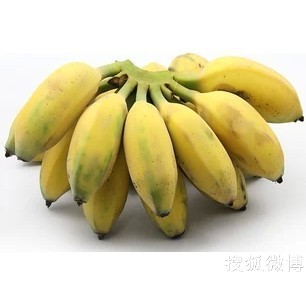 新鲜南靖土楼有机散装香蕉米蕉无催熟新鲜香甜鲜果5斤包邮在类目 水产肉类/新鲜蔬果/熟食, 新鲜水果, 香蕉中 - 来自Buy2taobao.com提供专业的淘宝代购服务