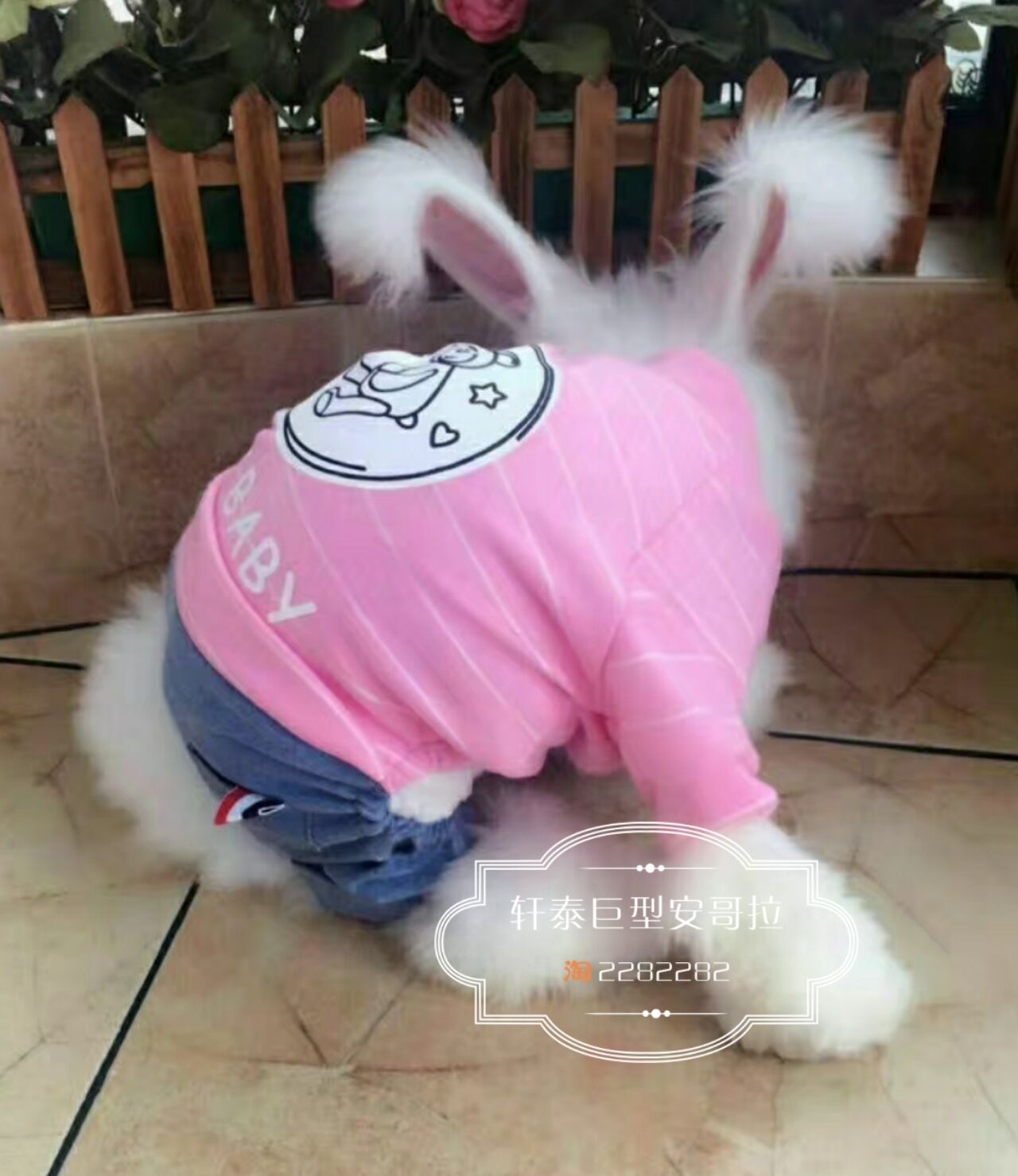 巨型安哥拉兔衣服垂耳兔衣服狗狗四脚衣春夏秋新款绅士牛仔衣服在类目 宠物/宠物食品及用品, 宠物服饰及配件, 宠物服装/雨衣中 - 来自Buy2taobao.com提供专业的淘宝代购服务