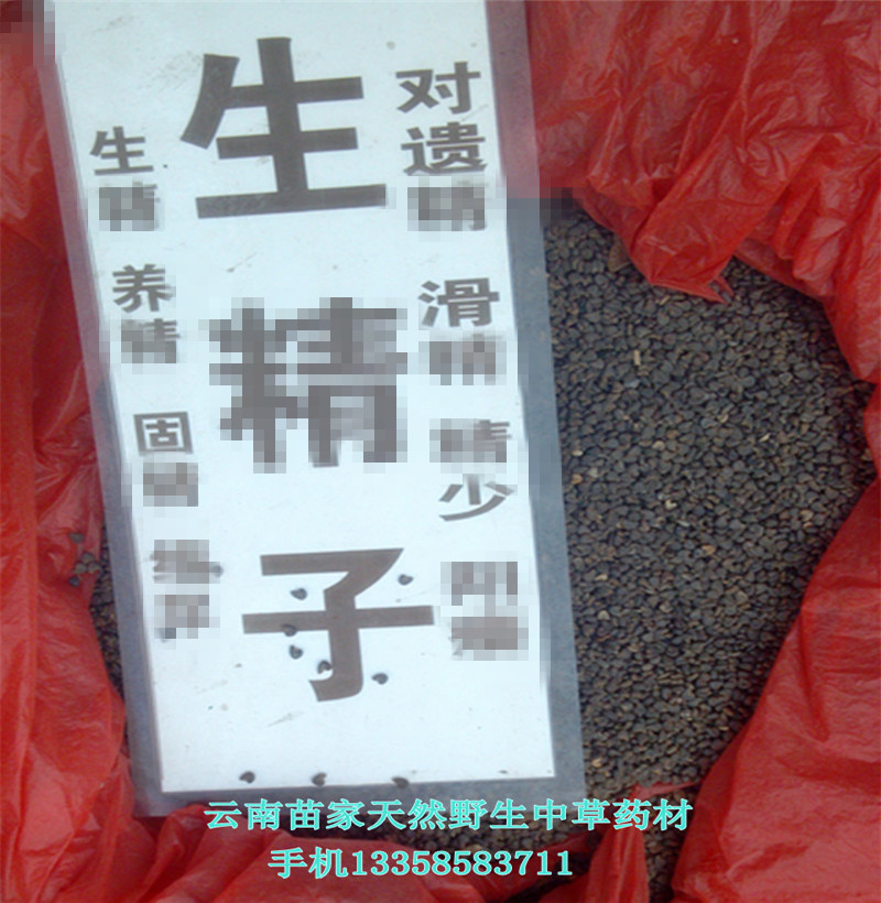 生精子:雲南騰沖苗家特産天然野生中草藥中藥材泡酒料藥酒料藥材在類目 傳統滋補營養品, 其他傳統滋補品, 傳統滋補品其他中 - 來自Buy2taobao.com提供專業的淘寶代購服務