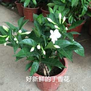 丁香花 盆栽 狗牙花苗 丁香.