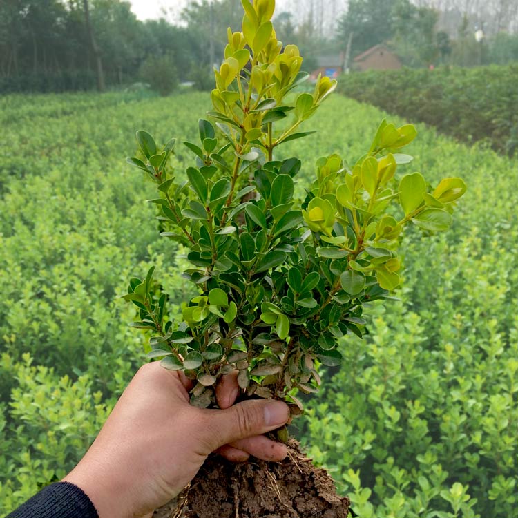 庭院花卉瓜子黄杨苗小叶黄杨大叶冬青苗常绿树苗篱笆植物围墙树苗在类目 鲜花速递/花卉仿真/绿植园艺, 花卉/绿植盆栽(新), 绿植中 - 来自Buy2taobao.com提供专业的淘宝代购服务