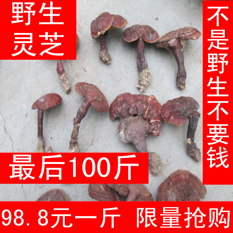 不好包退伏牛山纯野生赤灵芝灵芝保健送礼佳品1斤包快递在类目 传统滋补营养品, 灵芝, 整枝灵芝中 - 来自Buy2taobao.com提供专业的淘宝代购服务