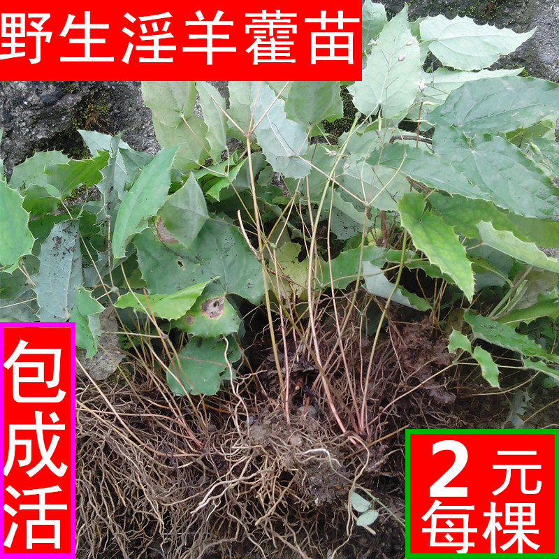 野生淫羊藿种根 种苗多年老根仙灵脾三枝九叶草羊合叶|ruв категории традиционные питательный пища, гомологический продовольствия, медикаментов и продовольствия, съедобные продукты других наркотиков - от Buy2taobao.com для оказания профессиональной услуги покупки агента Taobao