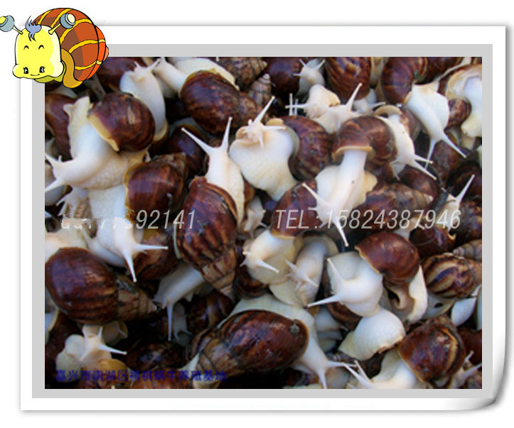 爬虫白玉蜗牛活体/活体种蜗牛(50 只)100元 宠物蜗牛 乌龟食物在类目 宠物/宠物食品及用品, 其它宠物, 其它宠物中 - 来自Buy2taobao.com提供专业的淘宝代购服务